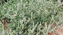 Atriplex vestita