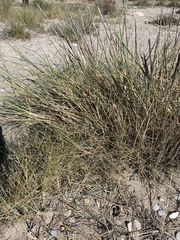 Elymus farctus farctus