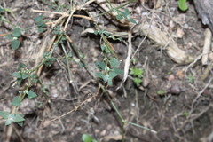 Chenopodium trigonon