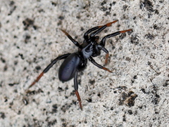 Drassyllus