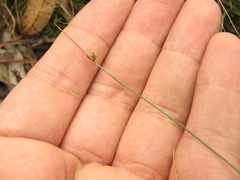 Juncus capillaceus