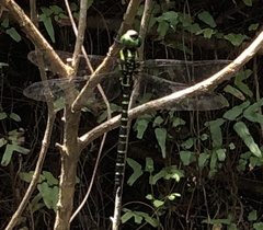 Polycanthagyna erythromelas