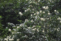 Magnolia maudiae