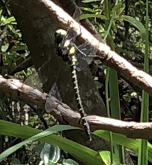 Polycanthagyna erythromelas