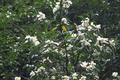 Magnolia maudiae