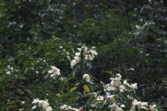 Magnolia maudiae