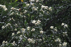 Magnolia maudiae