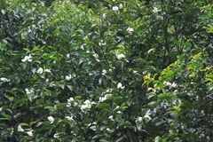 Magnolia maudiae