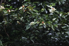 Magnolia maudiae