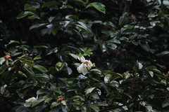 Magnolia maudiae
