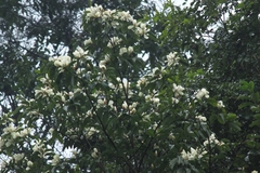 Magnolia maudiae