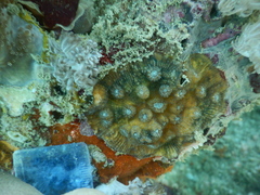 Echinopora hirsutissima