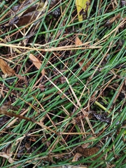 Equisetum ramosissimum