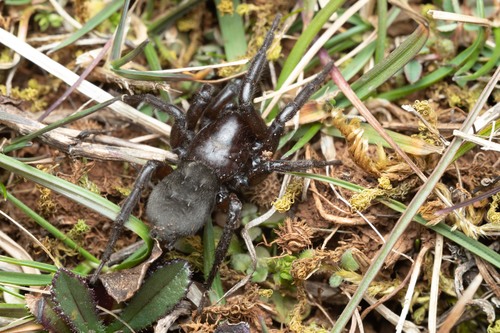 Gnaphosa lucifuga