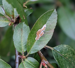 Phyllonorycter leucographella