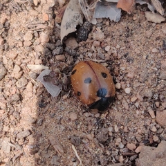 Coccinella septempunctata