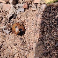 Coccinella septempunctata