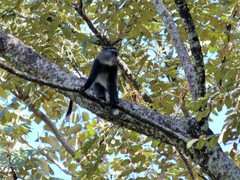 Cercopithecus mitis stuhlmanni