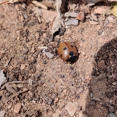 Coccinella septempunctata