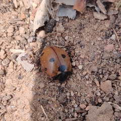Coccinella septempunctata