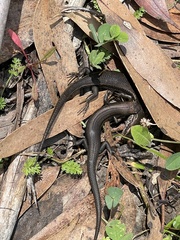 Pseudemoia entrecasteauxii