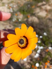 Arctotis breviscapa