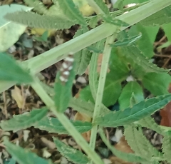 Lepidoscia confluens