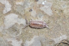 Protracheoniscus tzvetkovi