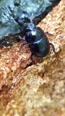Anoplotrupes stercorosus