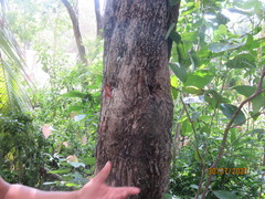 Sideroxylon salicifolium