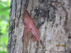 Sideroxylon salicifolium