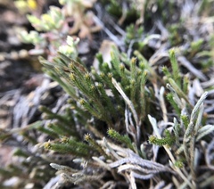 Selaginella corallina
