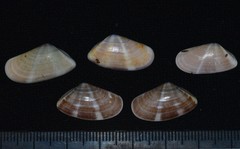 Donax semistriatus