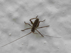 Odontura aspericauda