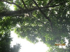 Sideroxylon salicifolium