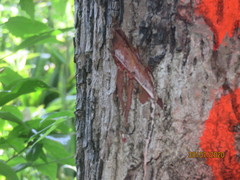 Sideroxylon salicifolium