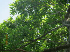 Sideroxylon salicifolium