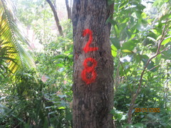 Sideroxylon salicifolium