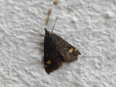 Pyrausta aurata