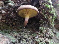 Phylloporus novae-zelandiae