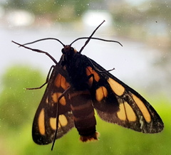 Amata trigonophora