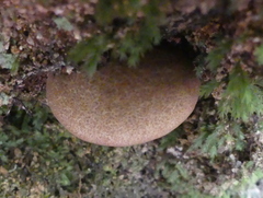 Phylloporus novae-zelandiae