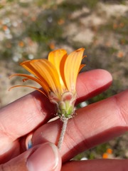 Arctotis breviscapa
