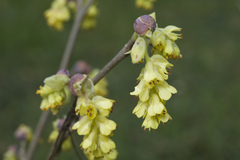 Corylopsis spicata
