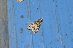Eudonia laetella