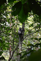 Presbytis thomasi