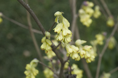Corylopsis spicata