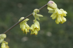 Corylopsis spicata