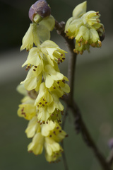 Corylopsis spicata