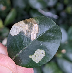 Cydalima perspectalis